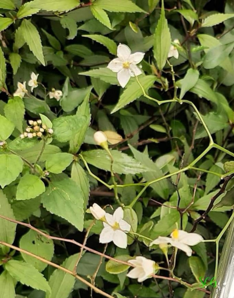 Solanum laxum Spreng.